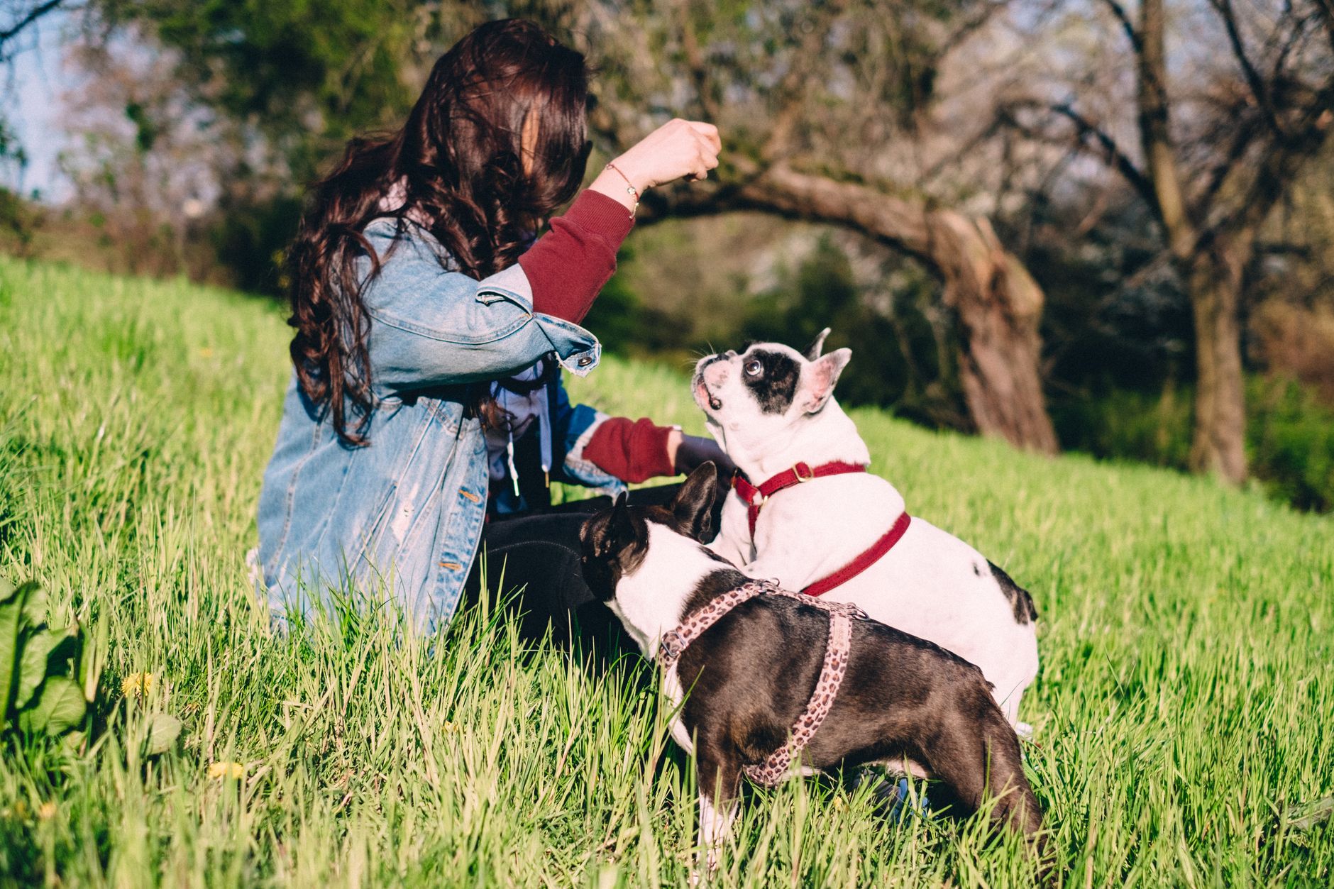 Dog Training website preview