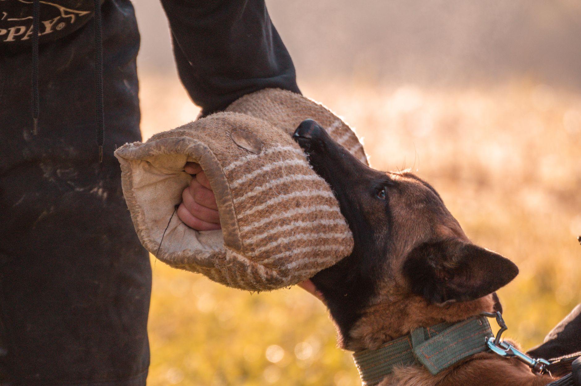 dog training gallery image 1
